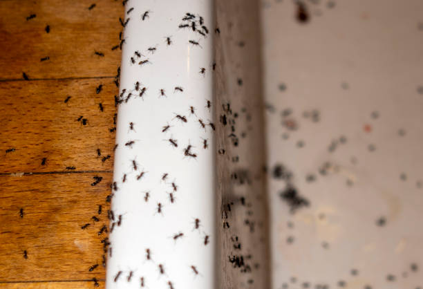 Spider Control Near Me in Emporium, PA
